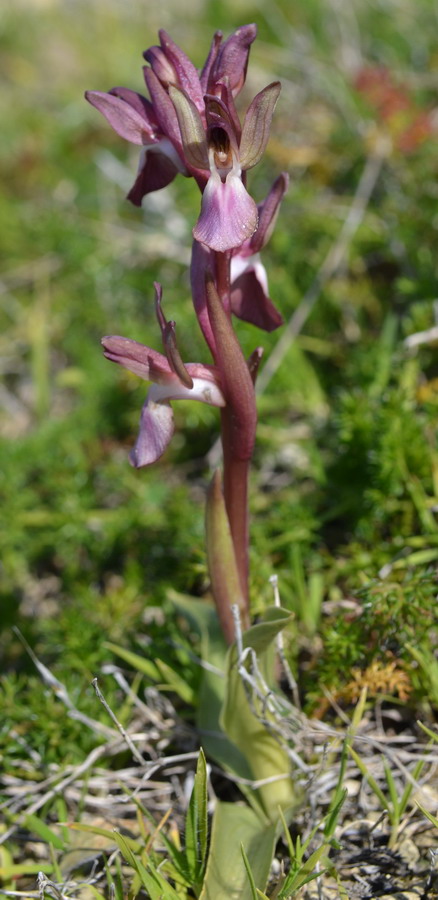 Ecco i primi fiori di Anacamptis collina, Sicilia.